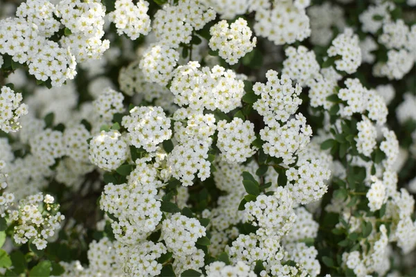 Flores Blancas Arbusto Spirea Fondo Floral —  Fotos de Stock