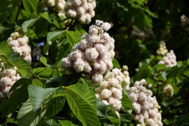 At kestanesi çiçeği ağacı. Vahşi kestane çiçekleri. Aesculus hipocastanum 
