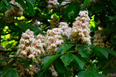 At kestanesi çiçeği ağacı. Vahşi kestane çiçekleri. Aesculus hipocastanum 