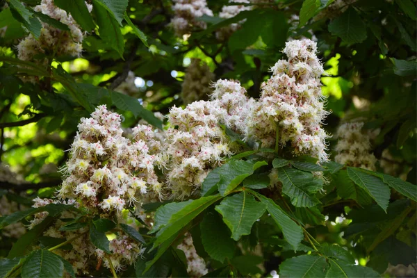 Kasztanowate Drzewo Dzikie Kasztanowe Kwiaty Aesculus Hippocastanum — Zdjęcie stockowe