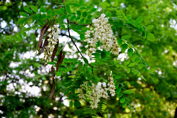 Kwiaty Kwiatowe Drzewa Akacjowego — Zdjęcie stockowe