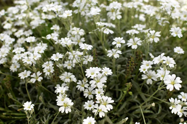White Gypsophila Flowers Perennial Garden — Stock Photo, Image