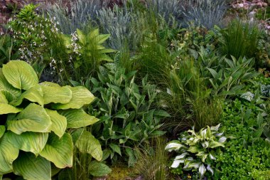Plants and flowers in perennial garden.  