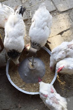 Organik kümes hayvanları. Tavuklar besleyiciden yiyor.