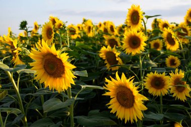 Sunflower field in the summer clipart