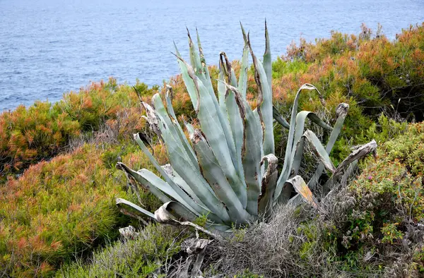 Adriyatik denizi Hvar, Hırvatistan kıyısında mavi agave kaktüsü  