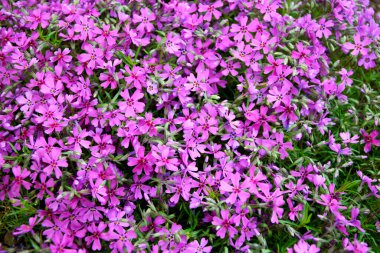 Moss Plox bitkisi. Sürünen fenomen