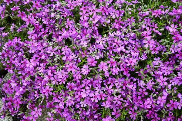 Moss Plox bitkisi. Sürünen fenomen