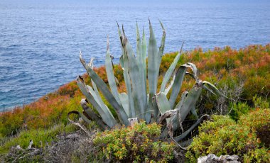 Adriyatik denizi Hvar, Hırvatistan kıyısında mavi agave kaktüsü