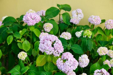 Pembe ortanca çiçekleri yakın plan.