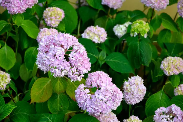 Pembe ortanca çiçekleri yakın plan.