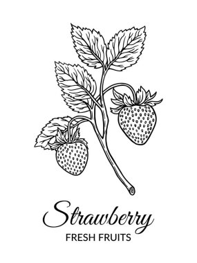 Yeşil yapraklı ve iki canlı kırmızı çilekli bir çilek ağacının çizilmiş dalı ile birlikte 