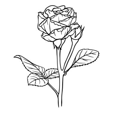 Elle çizilmiş illüstrasyon. Çiçek hattı sanatı. Gül çiçeği. Botanik renklendirme sayfası