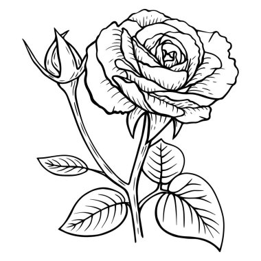 Elle çizilmiş illüstrasyon. Çiçek hattı sanatı. Gül çiçeği. Botanik renklendirme sayfası