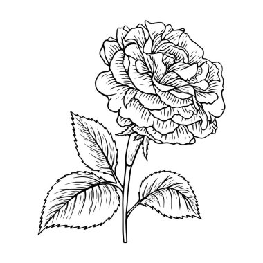 Elle çizilmiş illüstrasyon. Çiçek hattı sanatı. Gül çiçeği. Botanik renklendirme sayfası