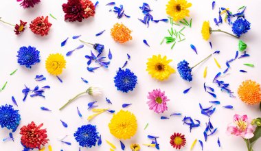 Renkli bahar çiçekleri arka planı. Beyaz arka plana dağılmış farklı renkte bahar çiçekleri. Dekorasyon desenleri, Paskalya, Doğum günü, Mutlu Kadınlar Günü, Anneler Günü. Panoramik Üst Görünüm.