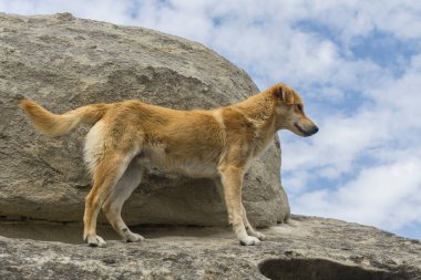 Kızıl köpek kayadan aşağı bakıyor.