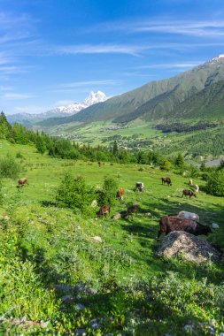 İnekler çalıların arasında yeşil dağlık bir çayırda otlarlar. Arka planda köyler ve Ushba Dağı 'nın karlı zirvesi