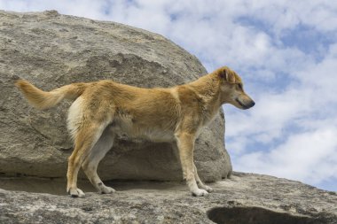 Kızıl köpek kayadan aşağı bakıyor.