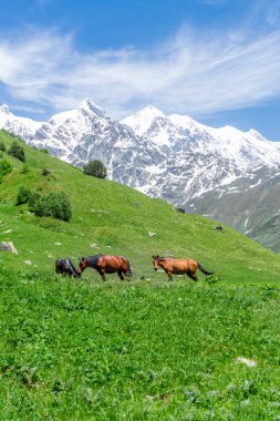 Üç kahverengi ve siyah at yeşil dağlık bir çayırda otluyor. Arka planda orman ve çalılarla kaplı dağlar var. Karlı zirveler