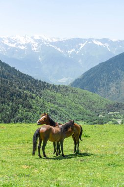 Yeşil bir dağlık çayırda iki kahverengi at yan yana duruyor. Arka planda orman ve çalılarla kaplı dağlar var. Karlı zirveler