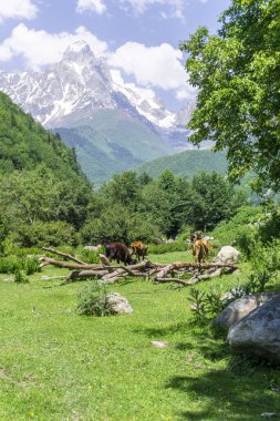 İnekler çalıların arasında yeşil dağlık bir çayırda otlarlar. Arka planda Ushba Dağı 'nın karlı zirvesi var.