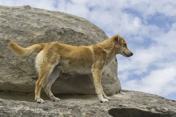 Kızıl köpek kayadan aşağı bakıyor.