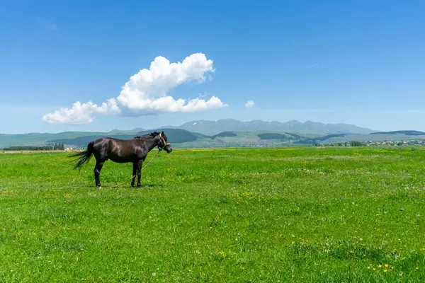 Yeşil çayırdaki kahverengi at. Dağlar ve parlak gökyüzü. Timsaha benzeyen bir bulut.