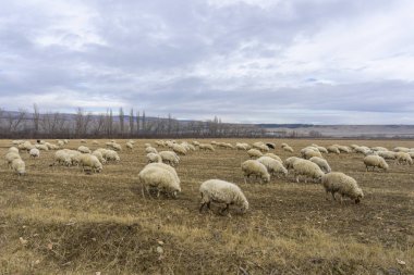 Sarı çimenli bir tarlada kalın yünlü koyunlar otlar.