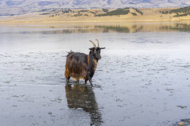 A dark brown goat with horns stands in a partially frozen lake. Hillocks with trees in the background are reflected in the water clipart