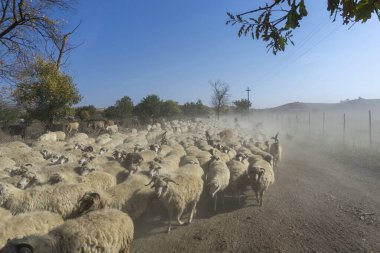 Toprak yolda bir koyun sürüsü yolu tıkadı ve toz kaldırdı. Çoban görünürde yok. Bulutlu parlak bir gökyüzü. Georgia.