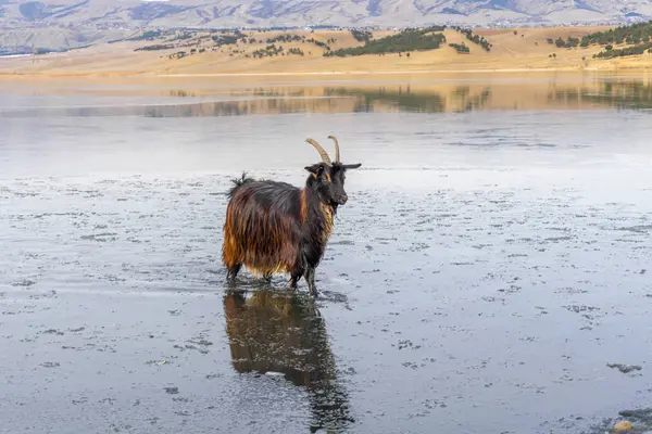 stock image A dark brown goat with horns stands in a partially frozen lake. Hillocks with trees in the background are reflected in the water