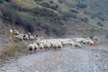 Dağ yolunda bir koyun sürüsü yolu kapattı. Etrafta kayalar ve vadi var. İyi akşamlar. Georgia.