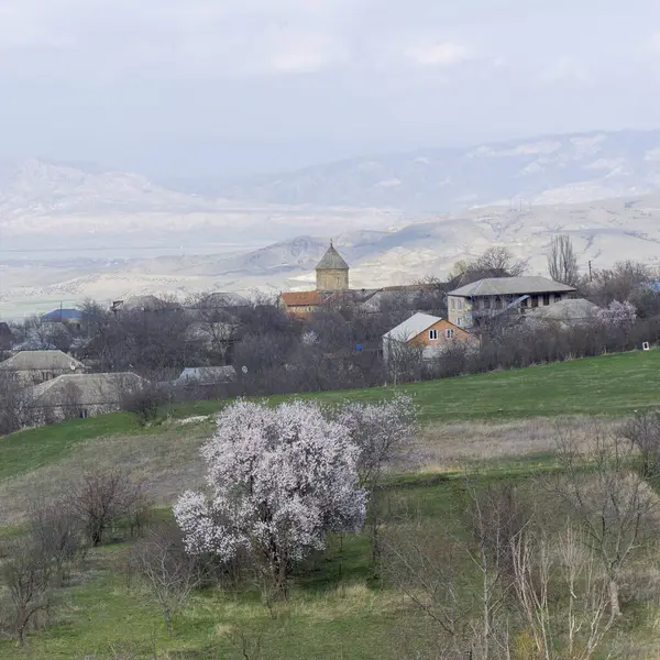 stock image Dome of The Ertatsminda Cathedral of Eustathius of Mtskheta. Blooming tree. Mountains landscape.