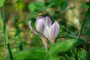 Autumn Crocus 'un çimenlikteki güneş ışığı çiçeklerinin yakın çekimi. Ön plan ve arka plan bulanık. Georgia