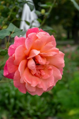 Güzel parlak turuncu gülün gövdesinin yakın görüntüsü. Dallar ve yapraklar görünür. Bulanık yeşil arkaplan