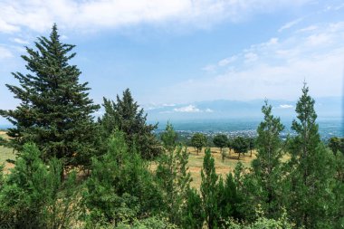 Alazani Vadisi ve Kafkas Dağları manzarası. Etrafta kozalaklı ağaçlar var. Parlak güneşli bir gün, bulutlu açık bir gökyüzü. Georgia