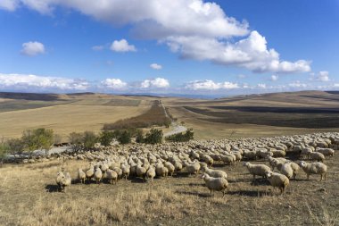 Tepede bir koyun sürüsü. Tarlaları olan güzel bir vadi manzarası. Yol ufka doğru gidiyor. Dağlar ve bulutlu parlak mavi gökyüzü