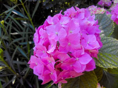 Çalıların arasında açan parlak mor çiçeklerin yakın görüntüsü. Ortanca macrophylla. Phlox.