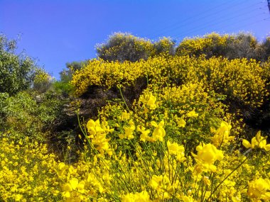Sarı Süpürge Çiçeği Çalıları - Spartium Junceum. Mavi açık gökyüzü arkaplanında çiçek açıyor