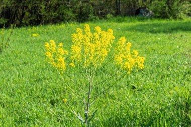 Small yellow flowers on thin stems in a field. Grass and bushes in the background clipart