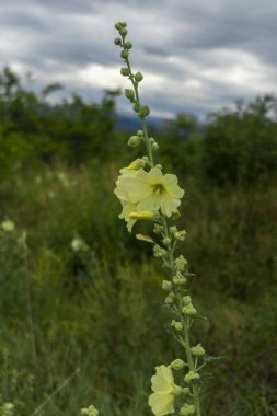 Beautiful flowers Alcea rugosa or Russian hollyhock on a high stem bloom on the field. Blurred background clipart