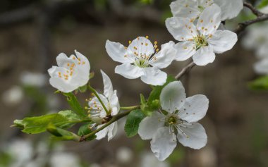 Baharda elma ağacı
