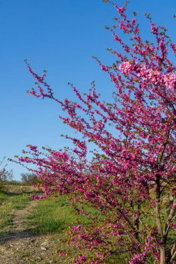 Yehuda ağacı (Cercis silikastrum) çiçek açar. Yakın plan.