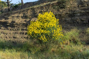 Yellow Spanish broom flower - Spartium junceum. Blooming on the blue clear sky background in Georgia clipart