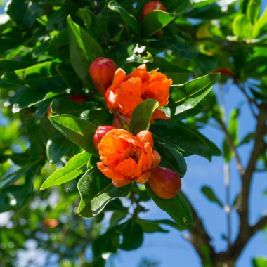 Yeşil yapraklardan oluşan bir arka planda nar çiçeği. Parlak kırmızı çiçekler ve dokulu yapraklar. Georgia