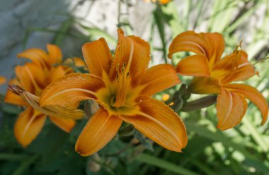 Bir sapta üç parlak turuncu çiçek - Hemerocallis fulva, aynı zamanda Daylily olarak da bilinir. Arka planda yeşil yapraklar. Gün ışığı, Georgia