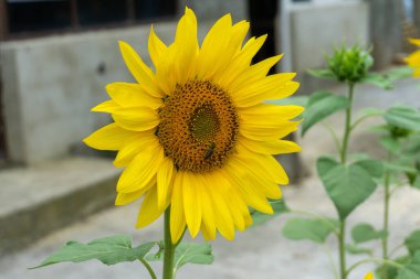 Genel ayçiçeğinin (Helianthus annuus) yakın görüntüsü. Parlak sarı yapraklar ve turuncu merkez. Ortadaki arı nektar içer. Sapları ve tomurcukları yandan görülebiliyor. Georgia