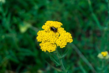 Sarı çiçeklerdeki böcek, arka plandaki bulanık çimenler. Güzel yarrow, Achillea.