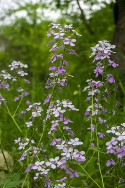 Pink flowers on long stems. Grass and leaves in the background. Hesperis matronalis, dame's rocket, gilliflower clipart